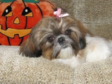 shih tzu health problems symptoms