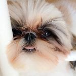 8 Things Your Shih Tzu Totally Deserves To Do