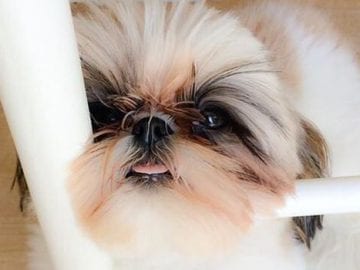 8 Things Your Shih Tzu Totally Deserves To Do