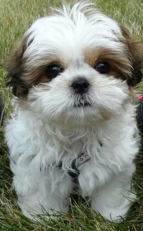 Madly in love with your Shih Tzu