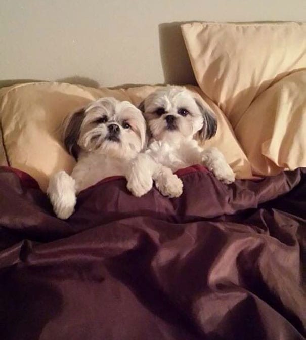 Two Shih Tzus Together