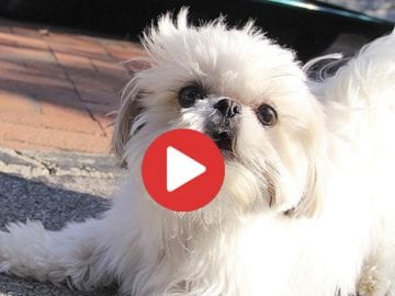 Fun Loving Shih Tzu Loves To Bark