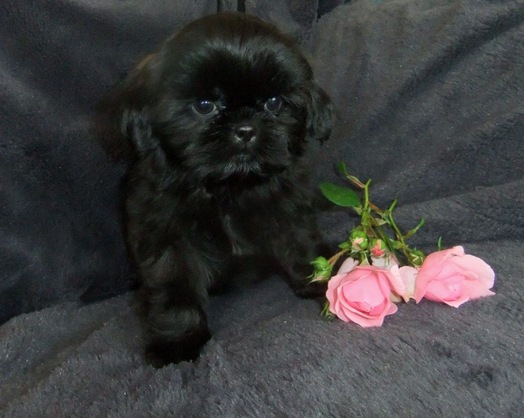 10 Cutest Black Shih Tzus - Page 5 of 5 - Shih Tzu Buzz