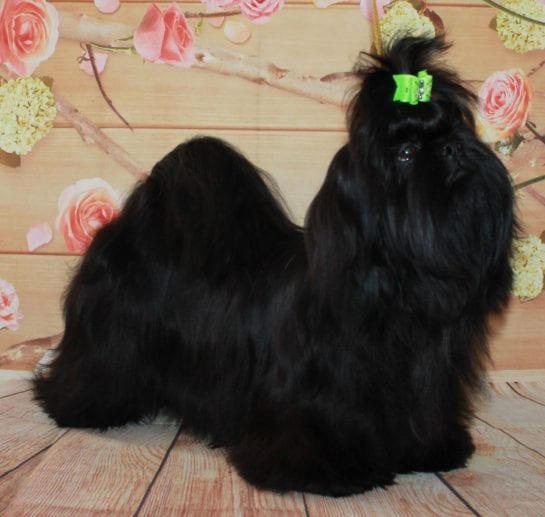 black shih tzu stuffed animal