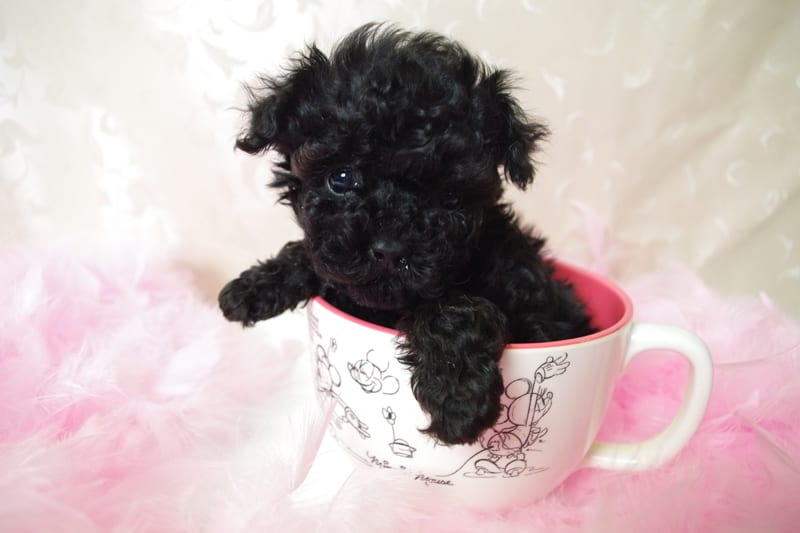 This Shih Tzu puppy in a cup- Black Shih Tzus