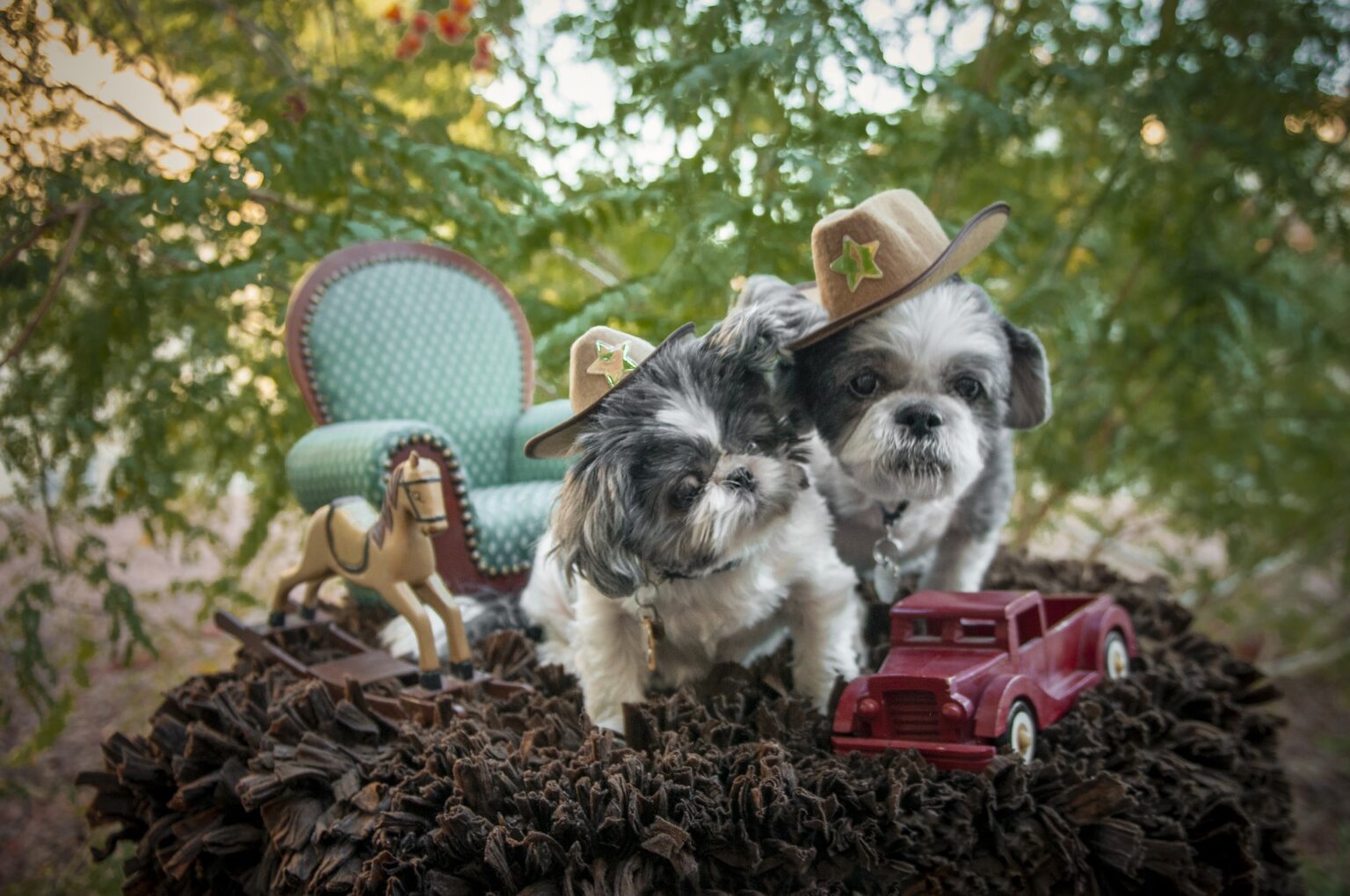 Bentley, a Playful Shih Tzu and His Sibling - Shih Tzu Buzz