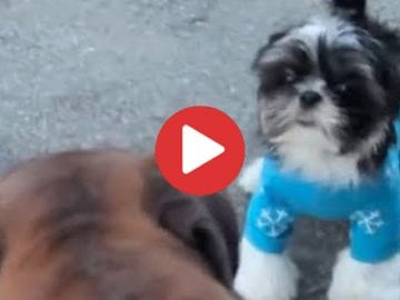 shih tzu playing