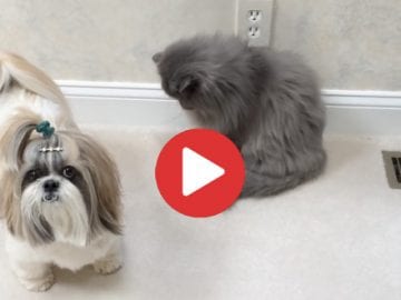 shih tzu and cat