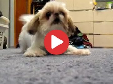 shih tzu attacks