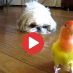 dog and bird friends