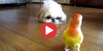 dog and bird friends