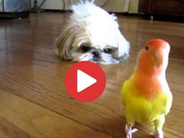 dog and bird friends