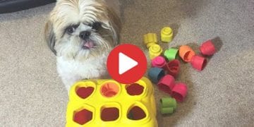 Shih Tzu doing tricks