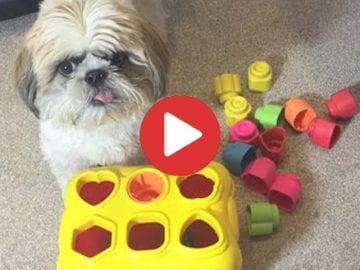 Shih Tzu doing tricks