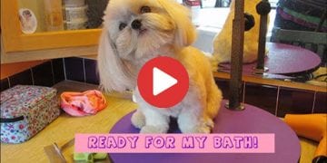 how to properly bathe a shih tzu