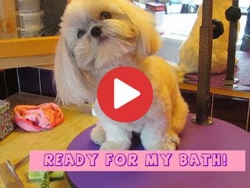 how to properly bathe a shih tzu