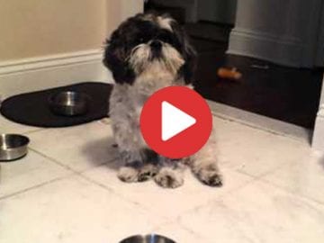 hungry shih tzu throws a tantrum