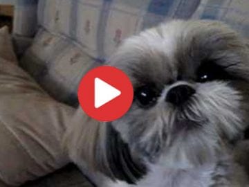 singing Shih Tzu