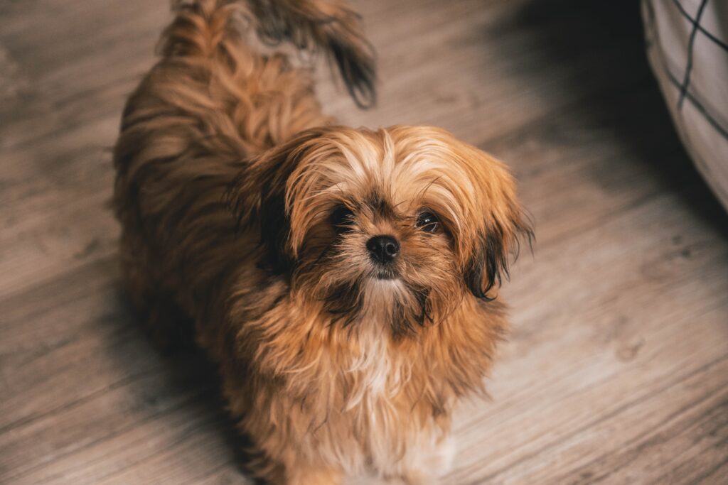 Unique Shih Tzu Names