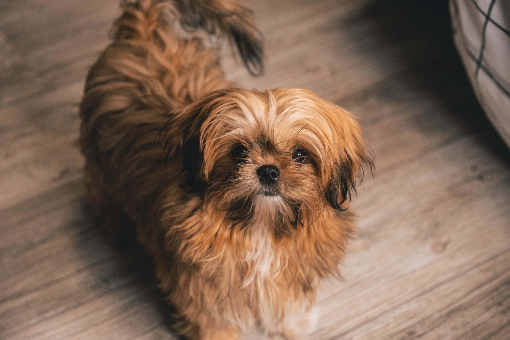 What Does Shih Tzu Mean In Chinese