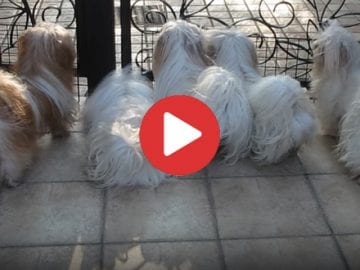 shih tzu family