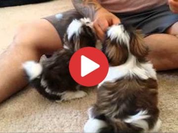 shih tzu obedience training