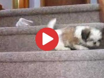 shih tzu climbing stairs