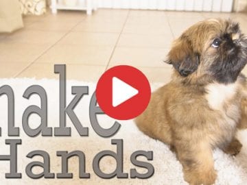 how to train shih tzu to shake hand