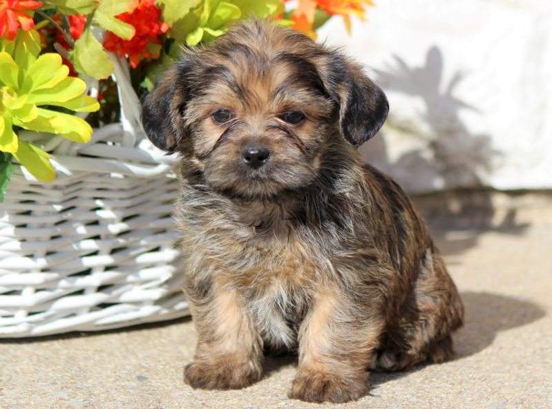 Shorkie - Shih Tzu and Yorkie , cross breeds