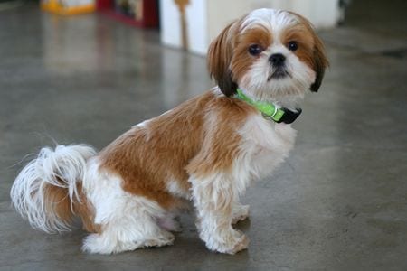 shih tzu cross