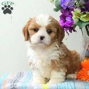 Cava-Tzu - Cavalier King Charles, Tzu Cross Breeds