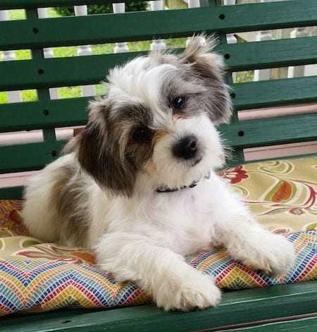 Shichi - Shih Tzu and Chihuahua, Cross Breeds