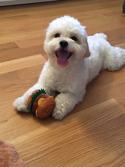 Shih Tzu Begging