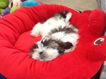 Bed for shih tzu