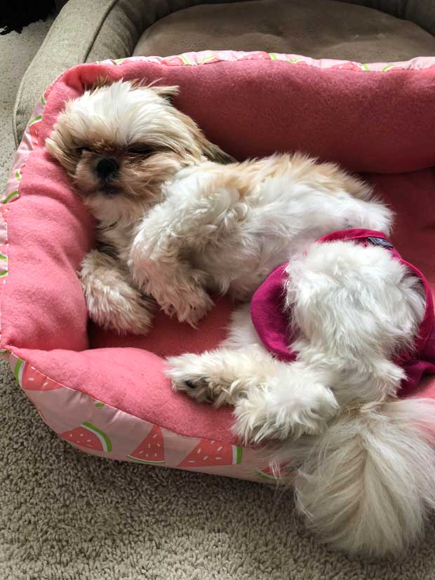 How to choose a bed for Your Shih Tzu