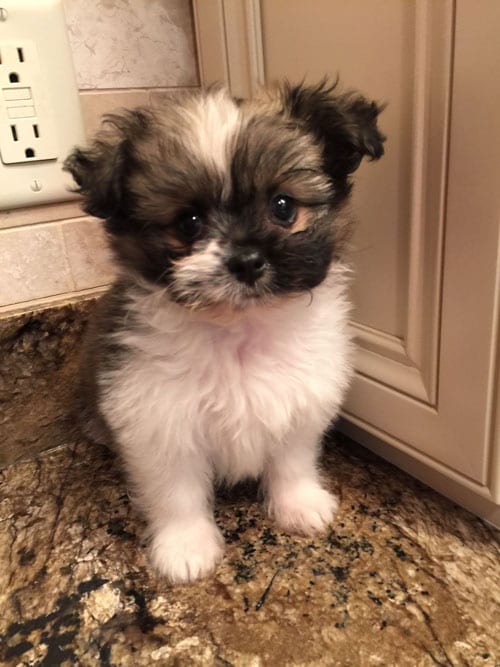 Shiranian - Shih Tzu Mix and Pomeranian - cross breeds