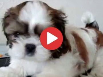 Shih Tzu Puppy on Piano