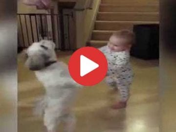 Baby Copies Shih Tzu