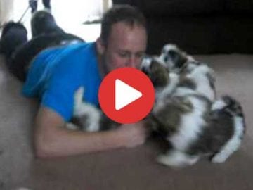 shih tzu puppies playing