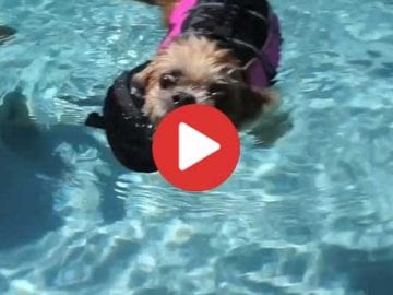 swimming shih tzu