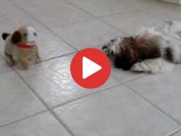 shih tzu barking