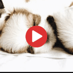 Shih Tzu Puppies Taking a Nap