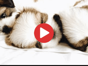 Shih Tzu Puppies Taking a Nap