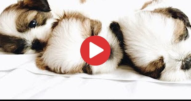 Shih Tzu Puppies Taking a Nap