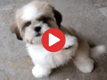 Shih Tzu puppy tricks