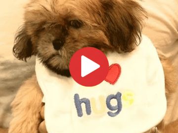 Do Shih Tzu Like Hugs