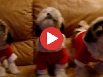 Shih Tzu Christmas Carols