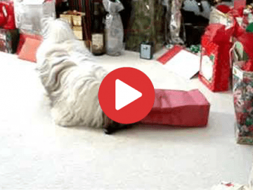 Shih Tzu Christmas Present