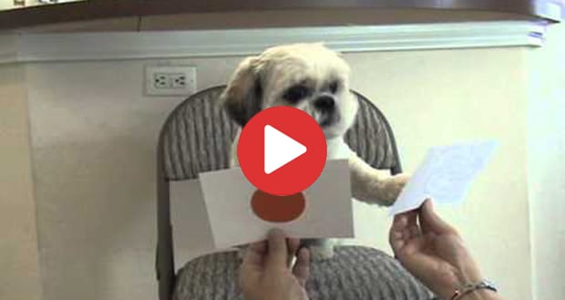 smart puppy identifies colors