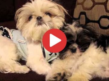 shih tzu puppies relax